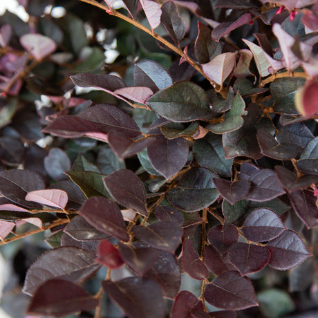 purple daydream loropetalum chinense broadleaf evergreen