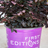 evergreen shrub purple red foliage first editions
