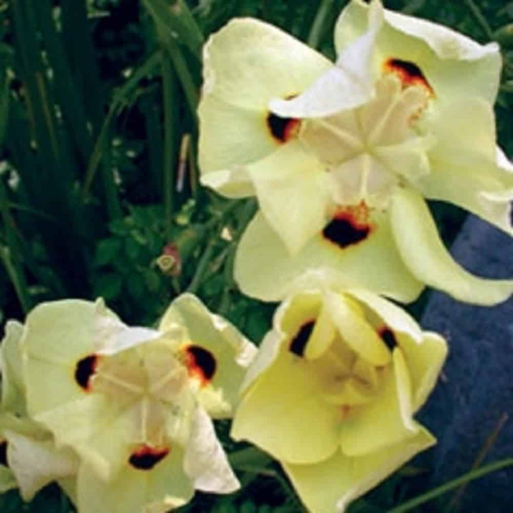 Yellow African Iris Bloom