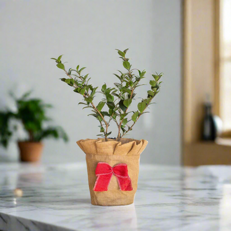 Evergreen Camellia Shrub in a burlap pot cover on a kitchen counter for holiday decoration for the christmas season