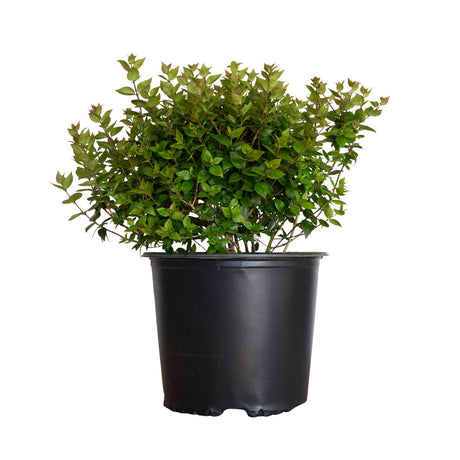 3 gallon rose creek abelia for sale with bright green leaves in a black nursery pot