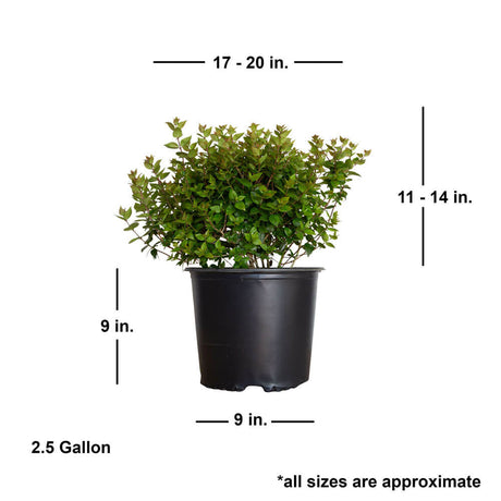 rose creek abelia dimensions 3 gallon shrub