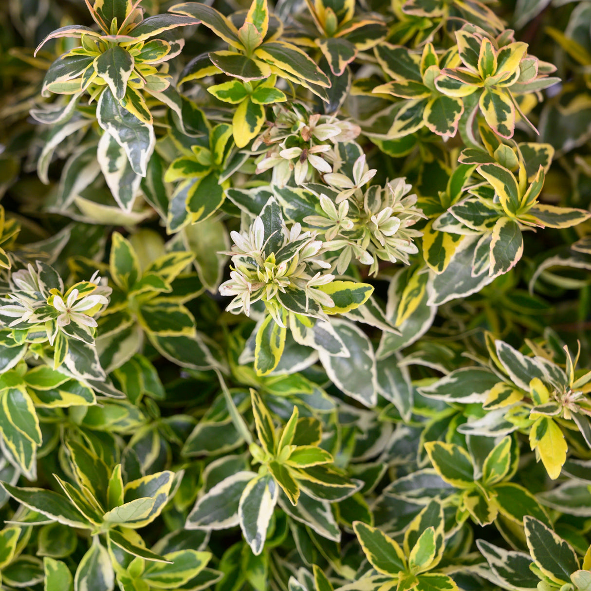 Small white flowers and variegated green and yellow foliage on the abelia suntastic radiance from Southern Living Plants