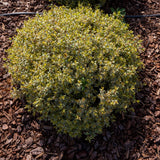 Rounded habit of Abelia Suntastic Radiance in a landscape surrounded by pine bark mulch