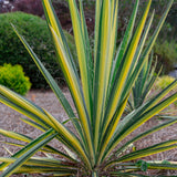 adams needle yucca plants for sale planted in the landscape with bold variegated yellow and green foliage