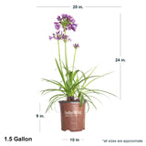 1.5 Gallon Ever Amethyst Agapanthus in southern living container showing dimensions