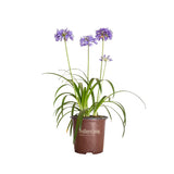 1.5 Gallon Ever Sapphire Agapanthus for sale with light purple flowers on long green stems above strappy green foliage. Planted in a brown Southern Living Plants container on a white background