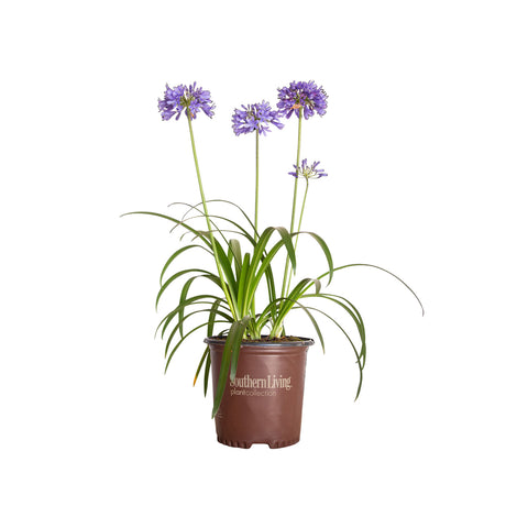 1.5 Gallon Ever Sapphire Agapanthus for sale with light purple flowers on long green stems above strappy green foliage. Planted in a brown Southern Living Plants container on a white background