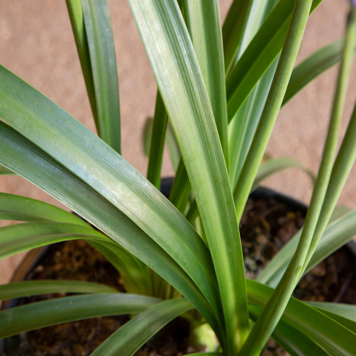 Ever Sapphire Agapanthus foliage.