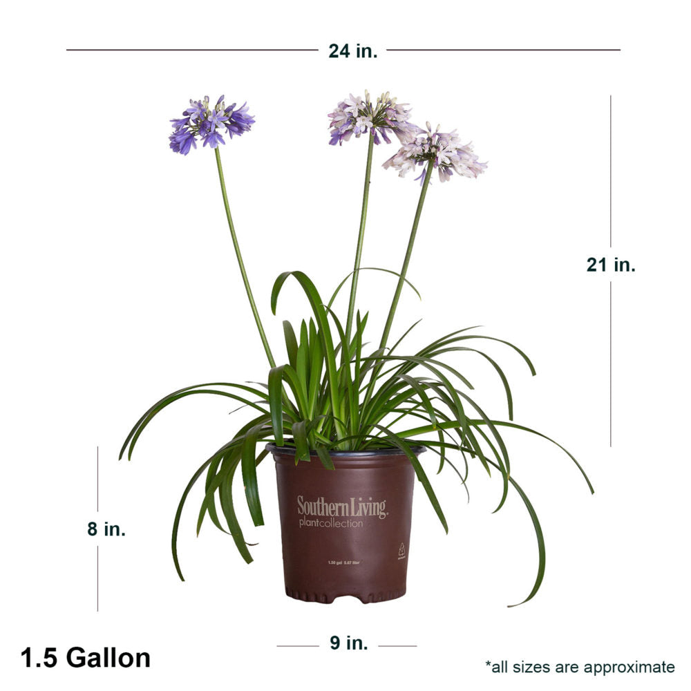 1.5 Gallon Agapanthus Ever Twilight in brown Southern Living container showing dimensions
