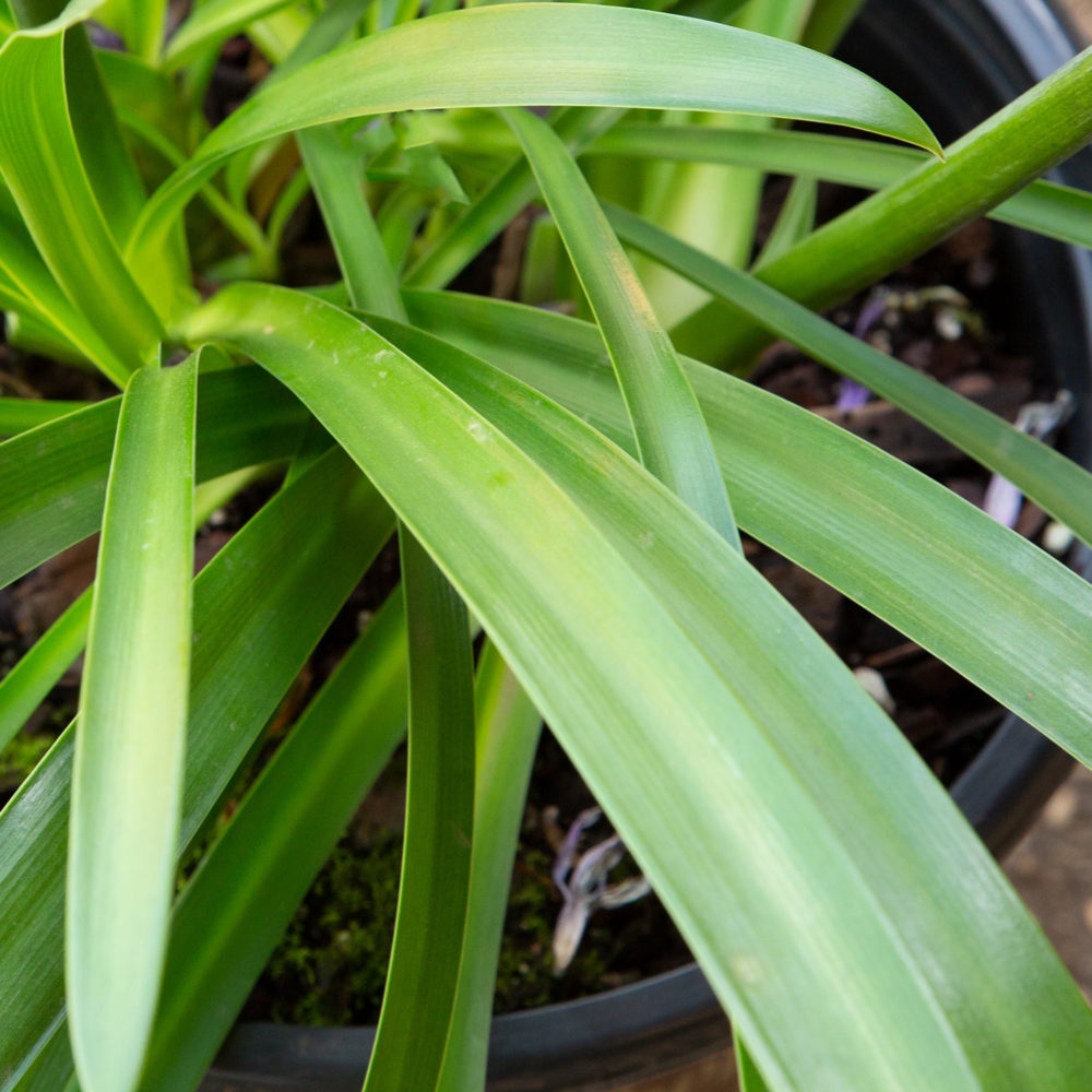 Agapanthus Ever Twilight foliage thick strappy green leaves