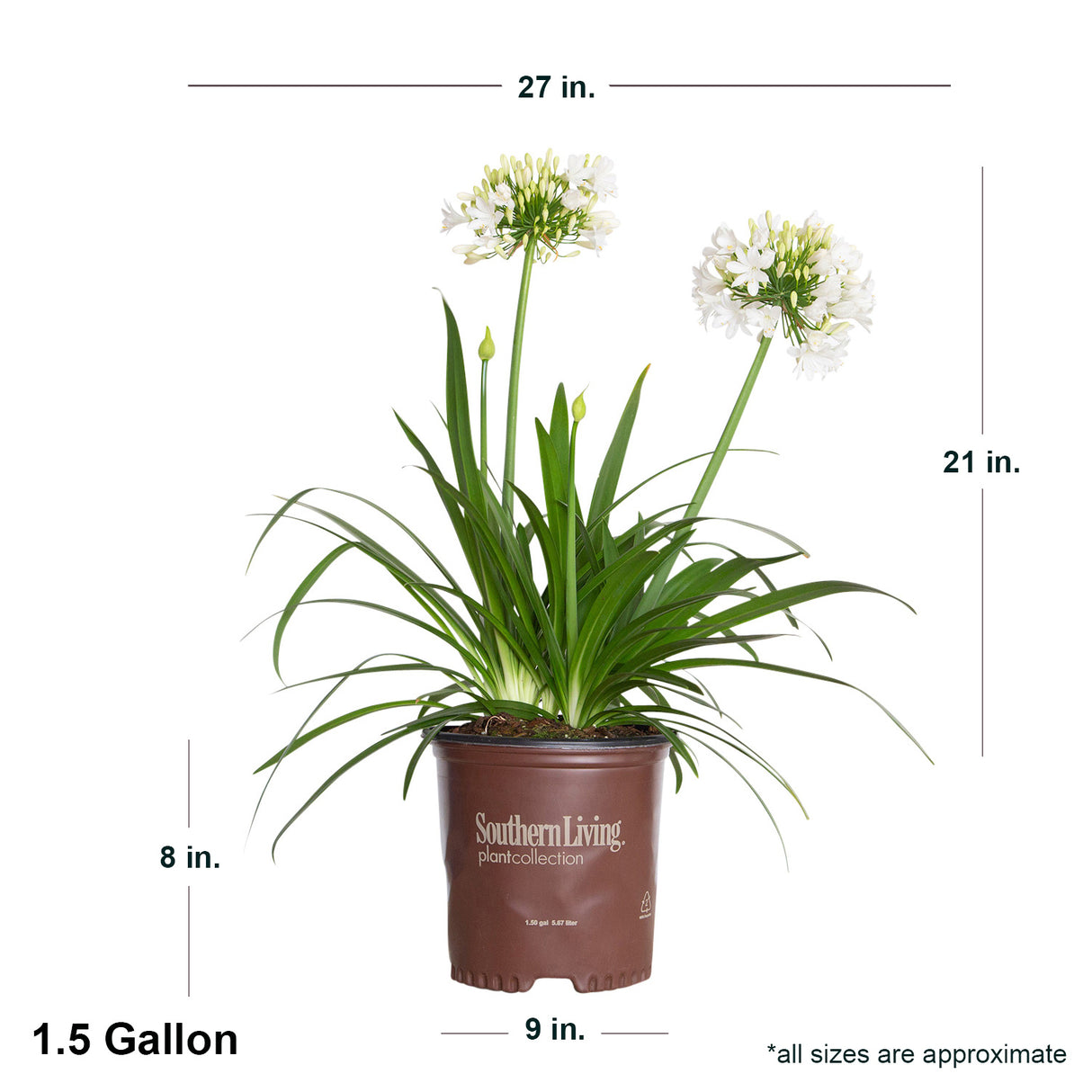 1.5 gallon Ever White Agapanthus in southern living container showing dimensions
