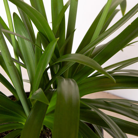 Ever White Agapanthus foliage