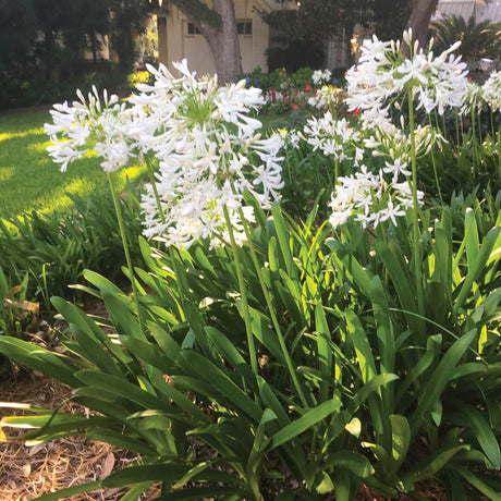 Ever White Agapanthus landscape