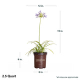 2.5 Quart Agapanthus Neverland in brown Southern Living container showing dimensions