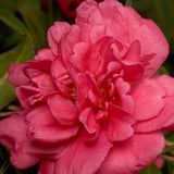 Pink Camellia bloom on Alabama Beauty Camellia