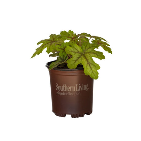 2.5 Quart alabama sunrise heucherella for sale with green and purple foliage in a southern living plant collection pot foamy bells leaves