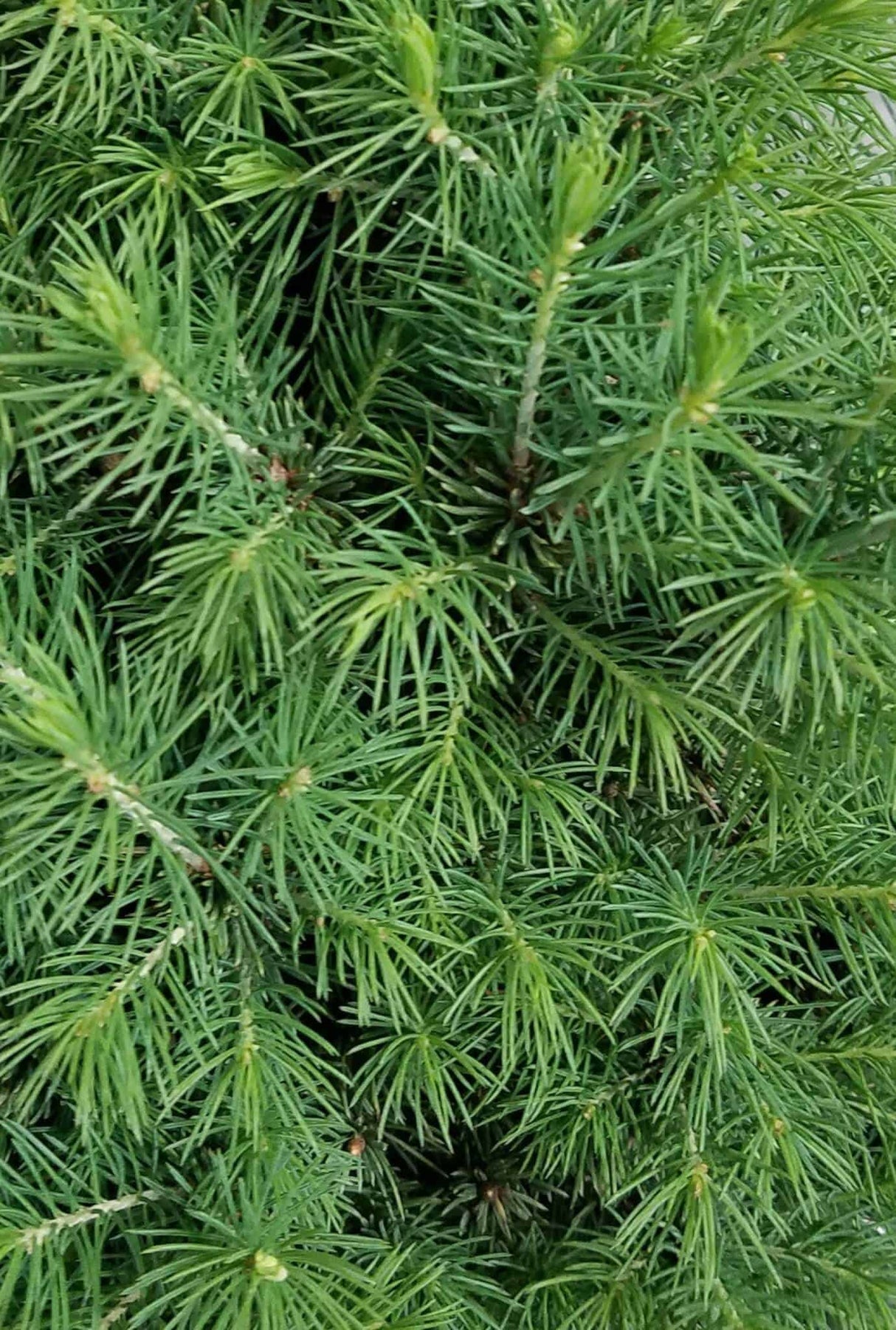 dwarf alberta spruce tree foliage