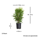 thuja green giant arborvitae tree for sale privacy screen size