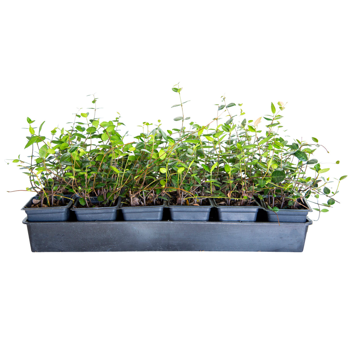18 pack of 4 inch cups of Asiatic Jasmine groundcover vine for sale