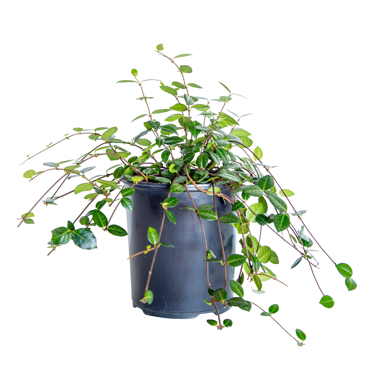 Asiatic Jasmine for sale with vining habit and glossy green leaves in a black nursery pot on a white background