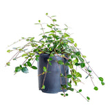 Asiatic Jasmine for sale with vining habit and glossy green leaves in a black nursery pot on a white background