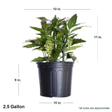 2.5 Gallon Gold Dust Variegated Aucuba Japonica shipped plant dimensions. Ships at approx 11 inches tall by 10 inches wide