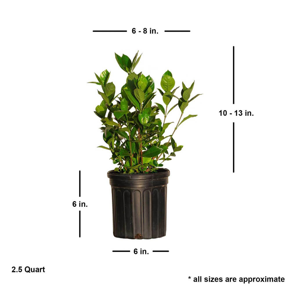 average shipped size for sale online august beauty gardenia