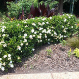 August Beauty Gardenia