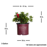encore azaleas for sale online in a 9x9 2 Gallon pot. Red blooms