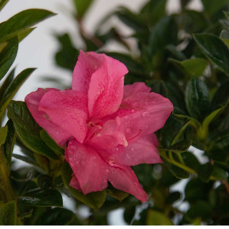 Encore Azalea Autumn Carnation features pink flowers. This pink azalea is evergreen