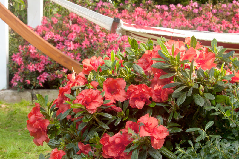 Encore Azalea Autumn Embers with bold red flowers in front of a hammock