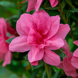 Encore Azalea Autumn Empress pink azalea flower with magenta speckles