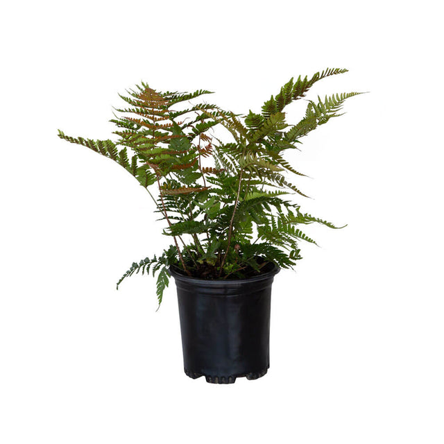 Autumn Fern plant for sale in a black pot on a white background