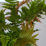 autumn fern brilliance copper red green fronds