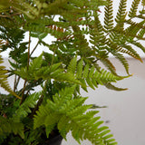 autumn fern foliage woodland landscape plant with bright green and orange leaves