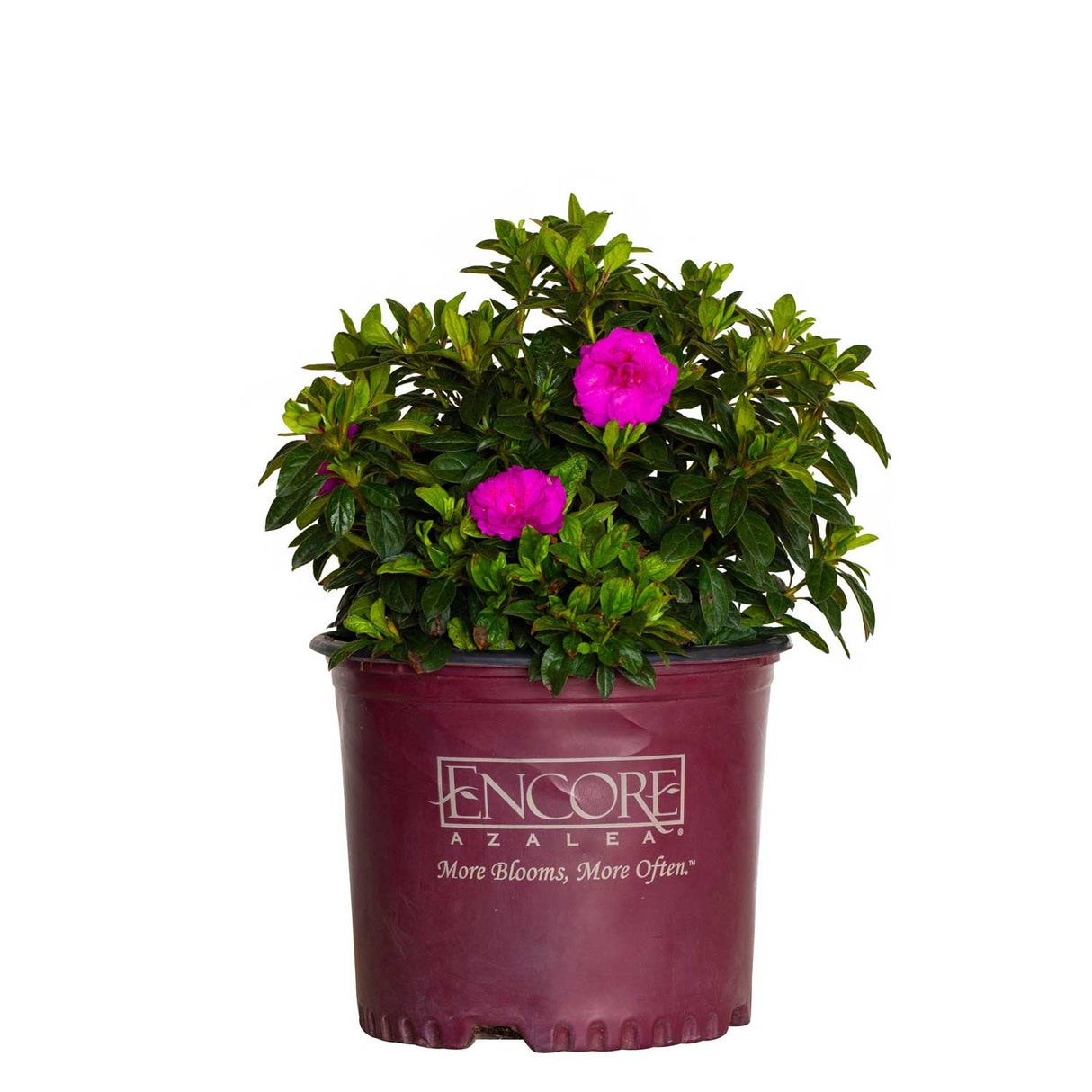 2 gallon autumn majesty encore azalea for sale majesty in a 2 gallon pot evergreen foliage pink purple blooms