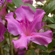 Purple azalea bloom of Autumn Royalty Encore Azalea