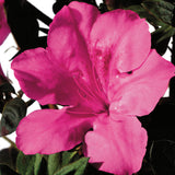 Autumn Sangria Encore Azalea