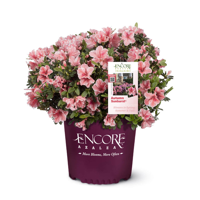 Autumn Sunburst Encore Azalea for Sale with bright pink flowers in an Encore Azalea container