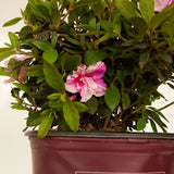 live azalea shrub for sale encore potted pink white bloom