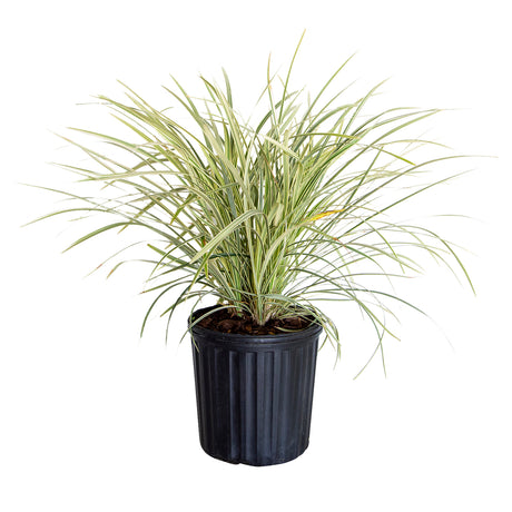 2.5 Quart Aztec Grass with strappy variegated leaves. Leaves are cream and green colored. In a black nursery pot on a white background