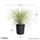 2.5 quart Aztec grass in black container showing dimensions