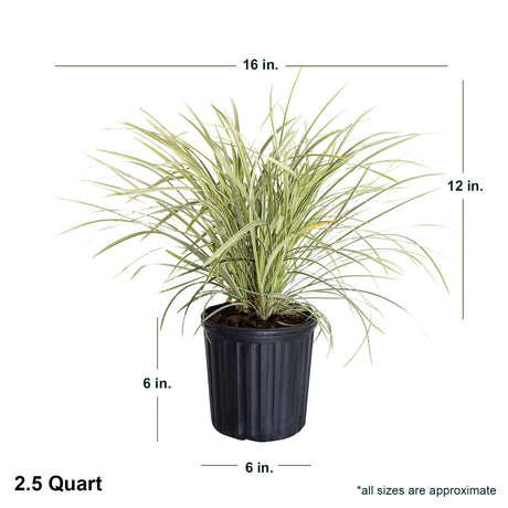 2.5 quart Aztec grass in black container showing shipped dimensions. Ships at approx 12 inches tall by 16 inches wide