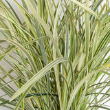 Aztec Grass variegated foliage