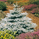 Baby Blue colorado spruce in the landscape