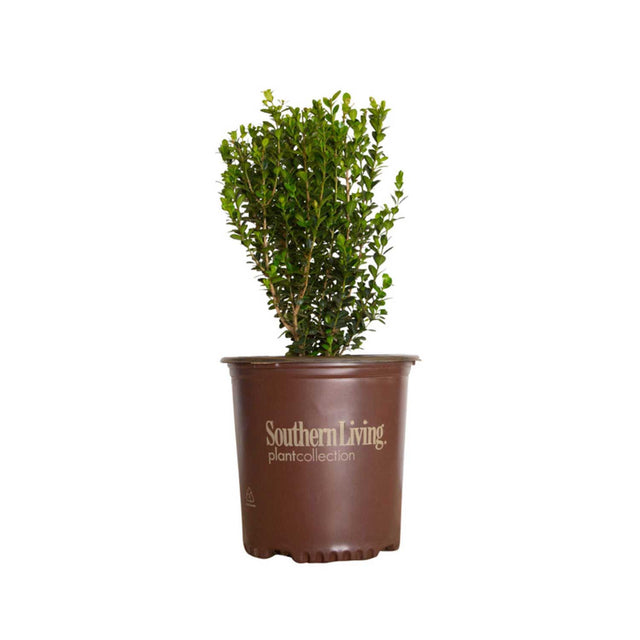 Southern Living Baby Gem Boxwood shrubs for sale on white background in a 1 gallon brown pot