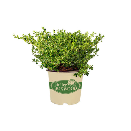 2 Gallon Babylon Beauty Boxwood Shrub for sale with bright evergreen foliage in a tan Better Boxwood container on a white background