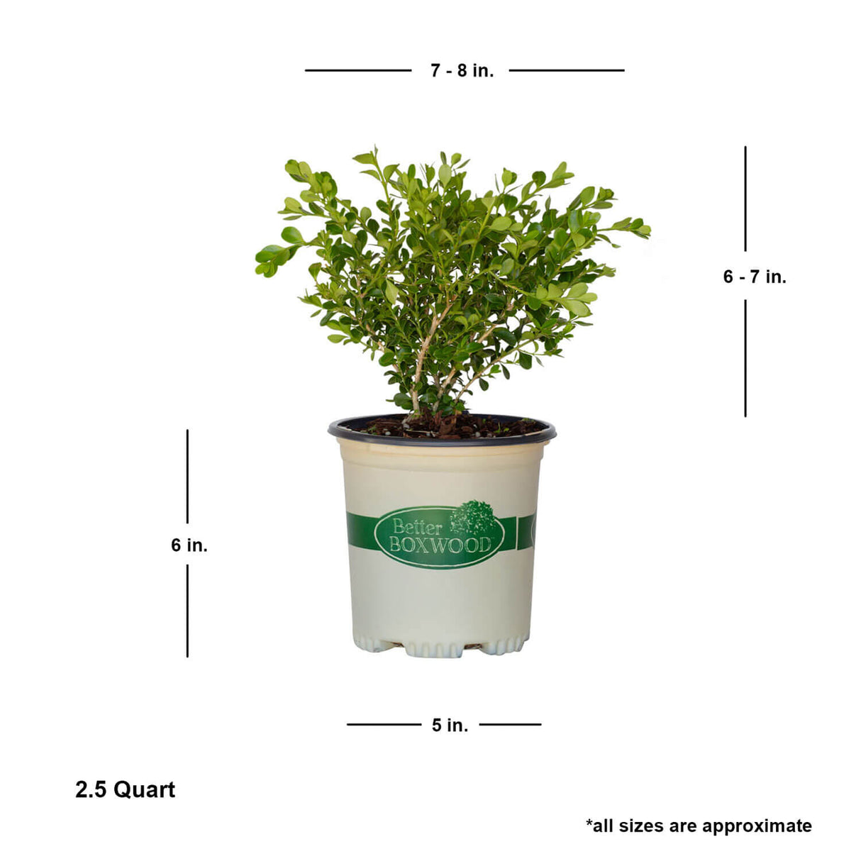 2.5 Quart Babylon Beauty boxwood for sale with shipped plant dimensions. This boxwood is approx 6-7 inches tall by 7-8 inches wide when shipped.