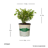 2.5 Quart Babylon Beauty boxwood for sale with shipped plant dimensions. This boxwood is approx 6-7 inches tall by 7-8 inches wide when shipped.